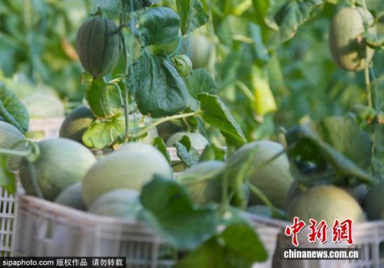 9月24日，山东滨州。位于滨州市阳信县金阳街道现代农业产业园内的哈密瓜迎来收获季。农民抢抓农时开展农事劳作，田间地头一派繁忙景象。贾世清 摄