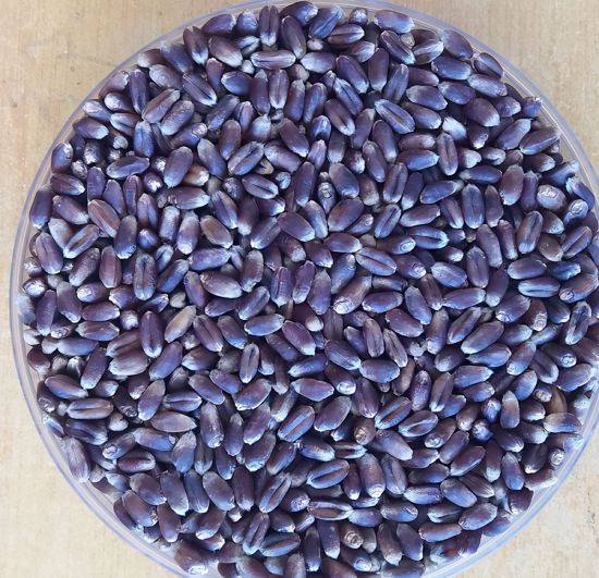 "芯片"好不好市场说了算 试种济紫麦1号大获成功