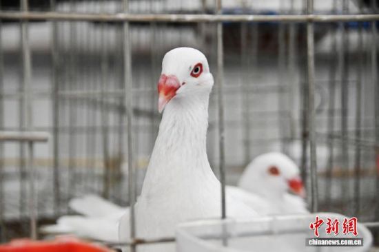 ۲СʹֳڣһֻֻӾӡ۲ίͼ