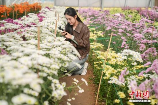 在邹平长山镇八方农场的大棚内，民众正在欣赏菊花。董乃德 摄